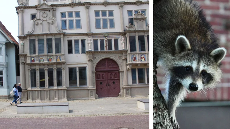 An der Breiten Straße, in der Traufgasse, dem schmalen Durchgang, den auf dem Foto gerade zwei Bürger passieren, saß der kleine Waschbär. Hier wurde das Tier erschlagen. - © Vasco Stemmer / Pixabay