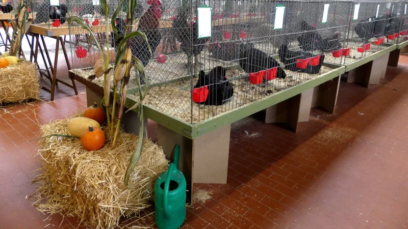 Die Bauhof-Halle war mit Ausstellungsk&auml;figen gut belegt. - &copy; Rudi Rudolph