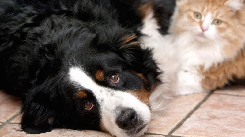 Wie gef&auml;hrlich ist die Vogelgrippe f&uuml;r Katzen und Hunde? Eine Tier&auml;rztin aus OWL kl&auml;rt auf. - &copy; ddp