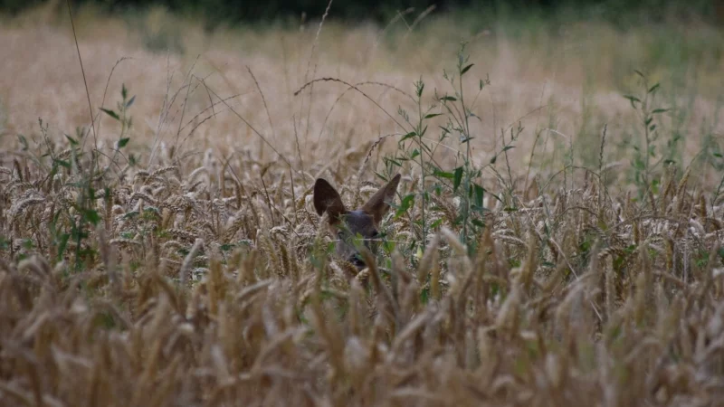 Dass vermeintlich hilflose Rehkitze im Feld nicht angefasst werden dürfen, dürfte inzwischen fast jeder wissen. Aber wie verhalte ich mich bei anderen, möglicherweise hilflosen Wildtieren? - © Symbolfoto: pixabay/cath61