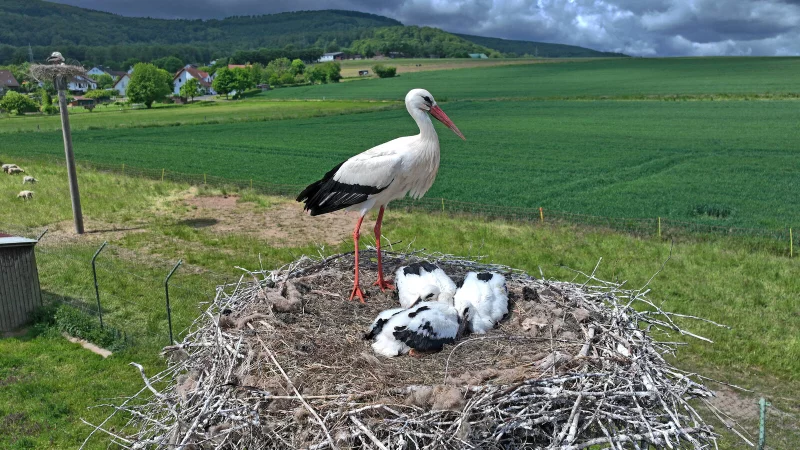 Diesen jungen Störchen in Elbrinxen geht es gut. Doch die harte, trockene Zeit hat den Storcheneltern das Leben schwer gemacht. - © Robin Jähne