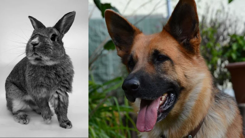 Ein Sch&auml;ferhund soll in Extertal ein Kaninchen tot gebissen haben. Der Vorfall besch&auml;ftigte nun eine Zivilkammer am Landgericht Detmold. - &copy; Symbolbild: Pixabay