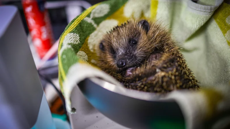 Der Igelhilfe OWL in Herford und Porta Westfalica droht erneut ein Rekordjahr: Schon jetzt haben die Tierfreunde in diesem Jahr mehr als 1.000 Tiere aufgenommen. - &copy; Daniel Salmon