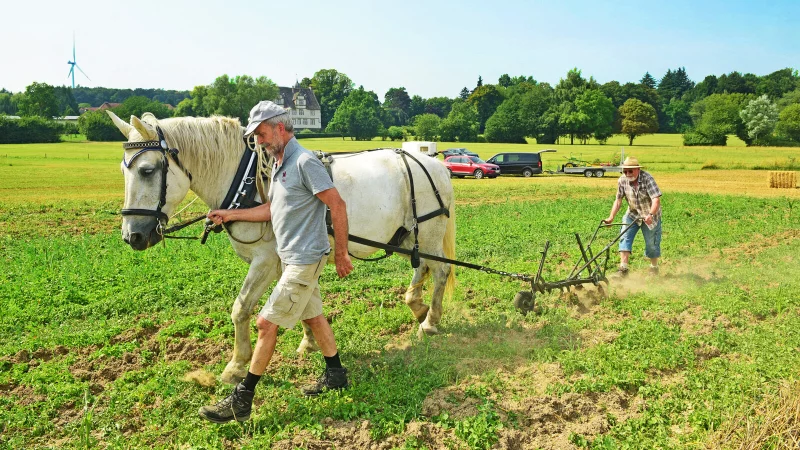 Heinz Meyer (rechts) pfl&uuml;gt mit "Anton" das Maisfeld, Henning Brachvogel h&auml;lt das Pferd in der Spur - &copy; Nicole Ellerbrake