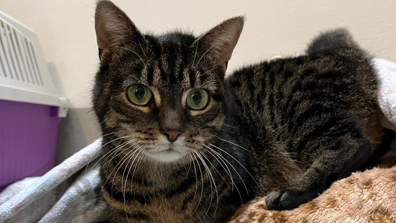 Mimmi sucht ein neues Zuhause. - © Tierheim Detmold