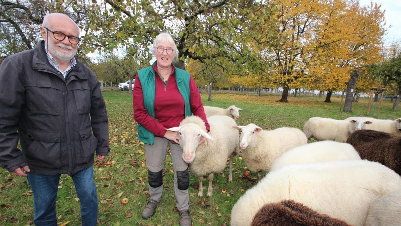 Schafz&uuml;chterin Karla Ebert und Willi Hennebr&uuml;der vom BUND Lemgo mit Ostfriesischen Milchschafen auf der Streuobstwiese am Lindenhaus. - &copy; Jens Rademacher