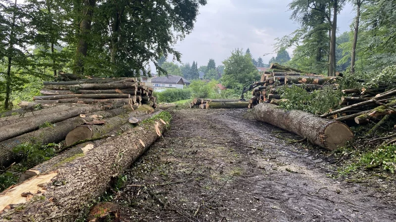 Ein Blick aus dem Wald heraus in Richtung der Straße Waldwinkel. - © Leonard Gödde