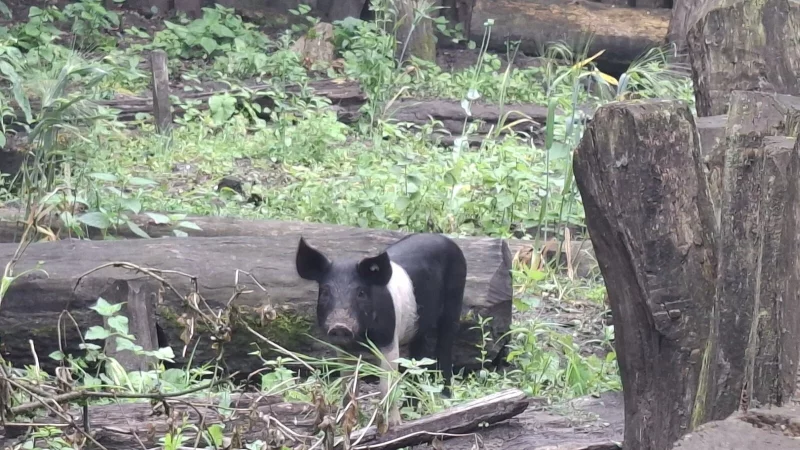 Die beiden Berkshire-Schweine aus dem Arch&auml;ologischen Freilichtmusem Oerlinghausen sind nun im Sauerland untergebracht. - &copy; Karl Banghard