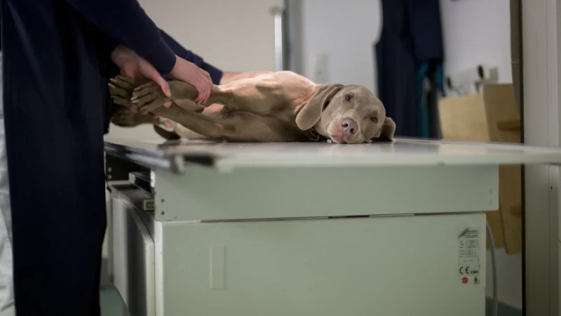 Quält sich ein Tier, hier ein Symbolbild, ist es mitunter die beste Entscheidung, es von seinem Leid zu erlösen. Das sollte aus fachkundiger Hand eines Tierarztes geschehen. - © Frank Rumpenhorst/dpa/dpa-tmn