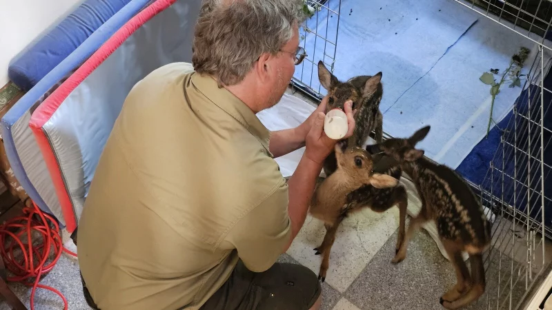 Die Fotos dürfen nur auf Entfernung gemacht werden, denn die Kitze sollen möglichst wenig Menschenkontakt haben. Außer natürlich zu Naturfilmer Robin Jähne, der die verwaisten Tierkinder mit der Flasche großziehen musste, damit sie überleben. - © Astrid Sewing