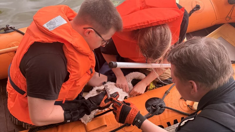 Behutsam befreien die Einsatzkräfte das Schwanenküken von der Angelschnur. - © Christopher Rieks
