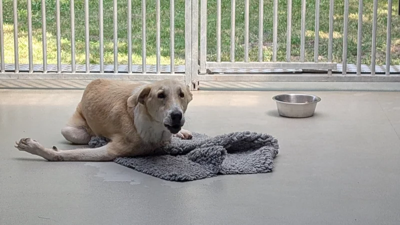 Dieser Hund wurde vermutlich angefahren. Es ist noch offen, wie es mit ihm weiter geht. - &copy; Janina Schrader