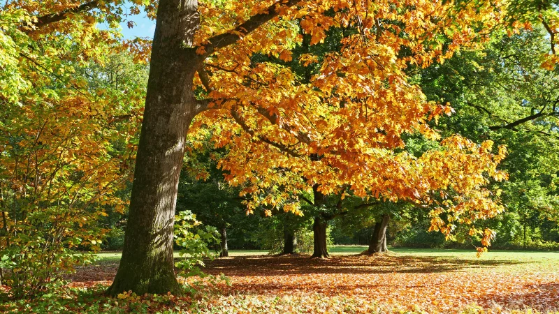Wie aus dem Bilderbuch: Der Herbst zeigt sich in Lippe derzeit von seiner besten Seite. - &copy; Martin D&uuml;sterberg