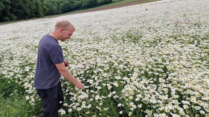 Ladnwirt Werner Klemme aus Kalletal baut unter anderem Margeriten an. Er verkauft die Samen f&uuml;r Wildblumensaatmischungen. - &copy; Nadine Uphoff