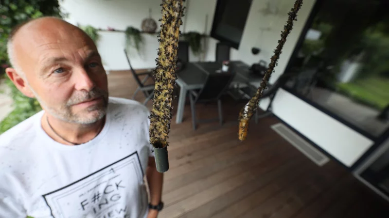 Frank Thamm steht staunend vor den gut gef&uuml;llten Fliegenf&auml;ngern, die er erst vor drei Tagen frisch unter die Decke seines Terrassendachs geh&auml;ngt hat. - &copy; J&ouml;rg Stuke