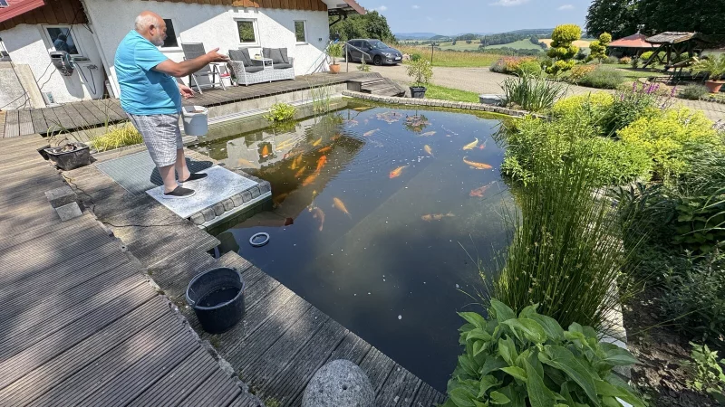 Friedrich Wilhelm Mügge füttert seine Kois im Gartenteich. - © Sven Kienscherf