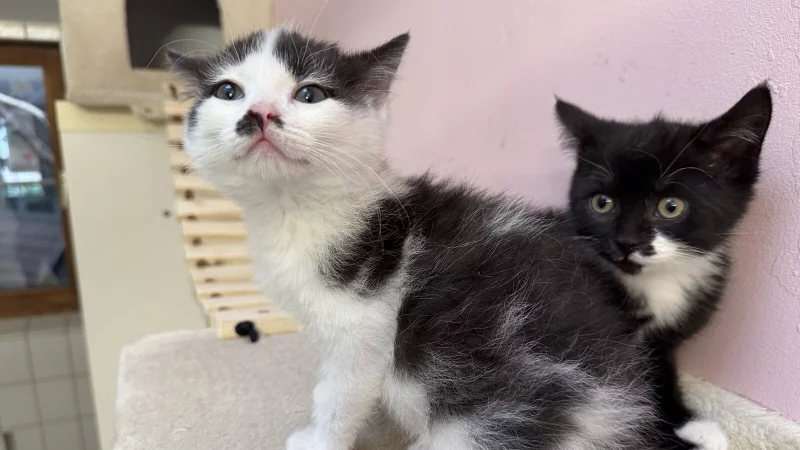 Die Katzenjungen "Mrs. Flauschi" (vorne) und "Mrs. Pl&uuml;schi" suchen ein neuen Zuhause. - &copy; Sven Kienscherf