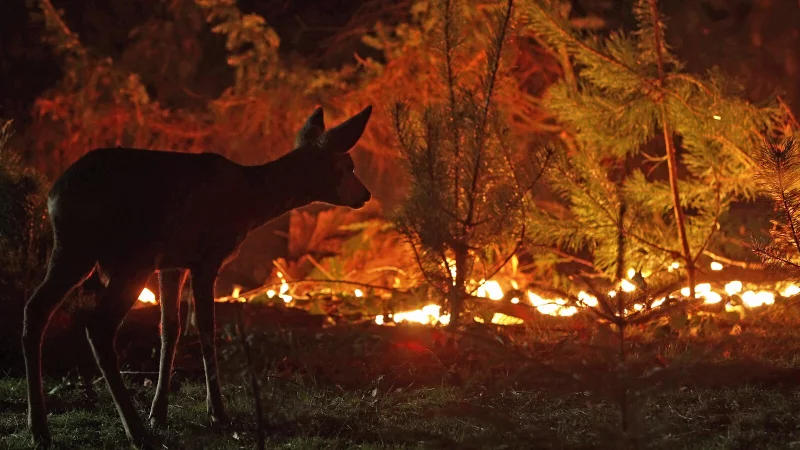 Achtsam schauen, ohne in Panik zu sein. Zu den spektakul&auml;ren Aufnahmen des Films geh&ouml;rt die Feuerszene. Biologe und Naturfilmer Robin J&auml;hne wei&szlig;: Die viel beschriebene "kopflose Flucht" angesichts der Flammen ist ein Mythos. - &copy; Robin J&auml;hne