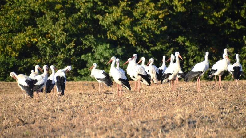 Uwe Ongsiek fiel in Theesen gestern eine Gruppe Jungstörche auf. - © Uwe Ongsiek