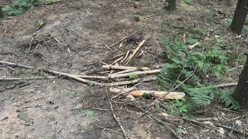 Die Stadt warnt vor gefährlichem Astbruch. - © Sven Kienscherf