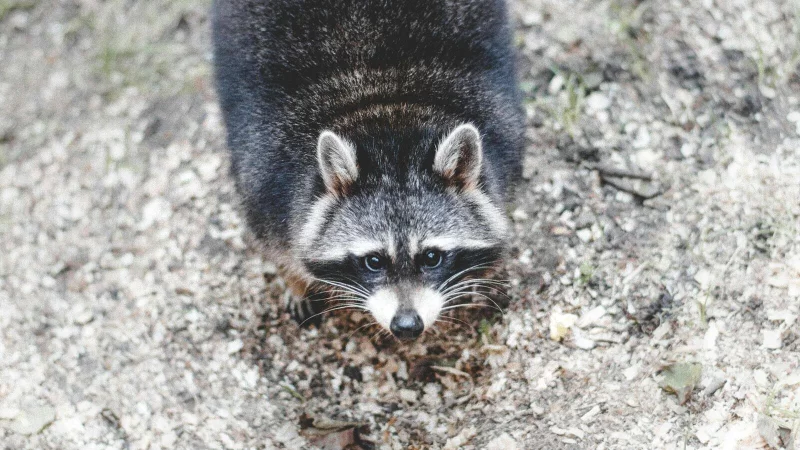 Waschbären gelten in Deutschland als nicht-heimische, invasive Art und können ohne Schonzeit ganzjährig bejagt werden. Sie verbreitetn sich stark, können heimische Arten wie Bodenbrüter und Amphibien gefährden und Schäden an Gebäuden verursachen. - © Symbolbild: Pexels