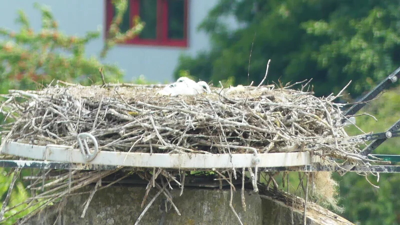 Blick auf das Storchennest auf dem Schloss. - © Landesverband Lippe