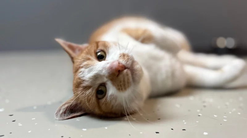 Der tapfere Meister Eder sucht ein Zuhause. - &copy; Tierheim Detmold