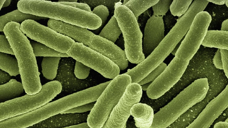 Escherichia coli-Bakterien unterm Mikroskop. - &copy; Symbolbild: Pixabay