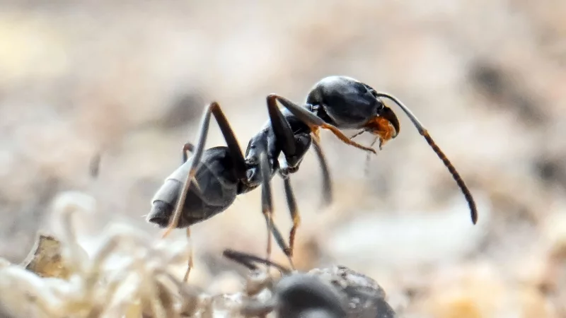 Invasiv, rasant wachsend und nun auch in Nordrhein-Westfalen gesichtet: Dieses Bild zeigt die große Drüsenameise Tapinoma magnum im badischen Schutterwald. - © Uli Deck/dpa