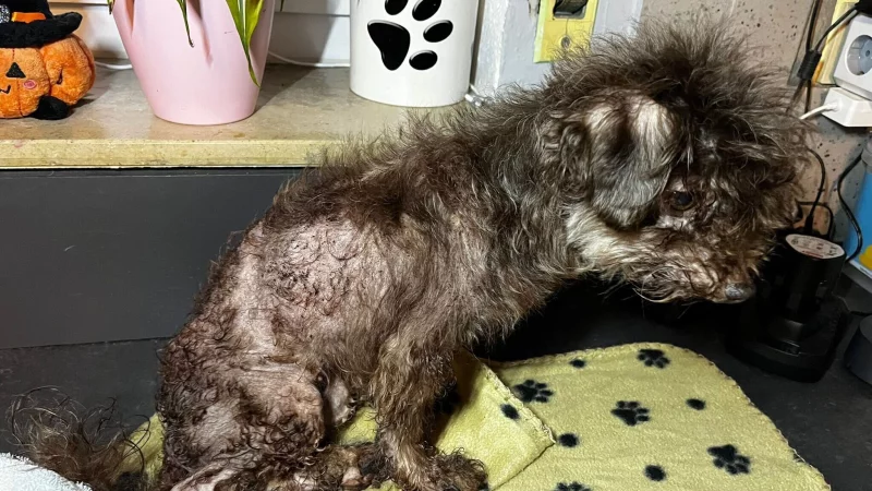 Hund "Patchy" war v&ouml;llig verwahrlost als er ins Salzufler Tierheim kam. - &copy; Sven Kienscherf