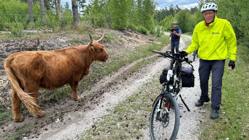 Ungew&ouml;hnliche Begegnung: Im Rahmen der Stadtradelns fuhren Mitglieder der BUND-Ortsgruppe in die Wistinghauser Senne bei Oerlinghausen und trafen auf die dort beheimateten schottischen Hochlandrinder. Im Bild: Harald Kohls (rechts) und Ralf Plewnia. - &copy; BUND-Ortsgruppe Bad Salzuflen