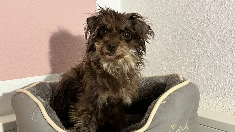 Mittlerweile geht es Hündin "Patchy" deutlich besser. - © Tierheim Bad Salzuflen