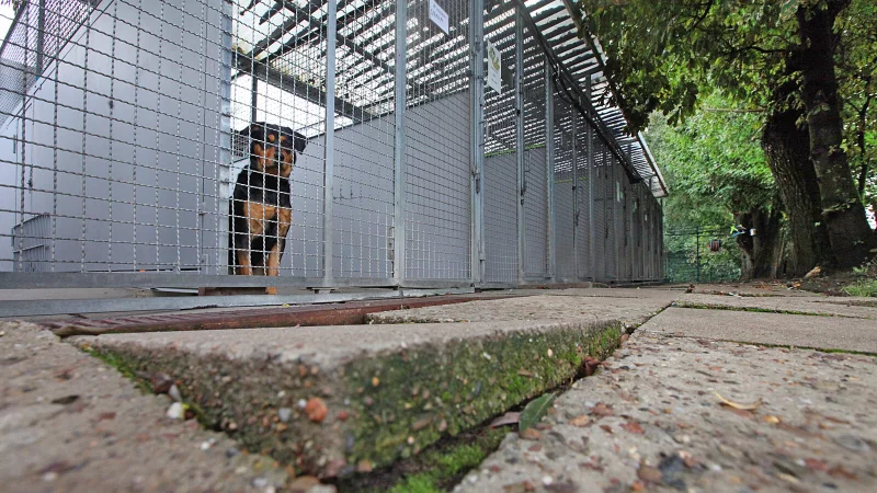 Einige Tiere gelten im Tierheim als unvermittelbar und haben kaum Chancen auf Vermittlung. - &copy; Archivfoto: Vera Gerstendorf-Welle