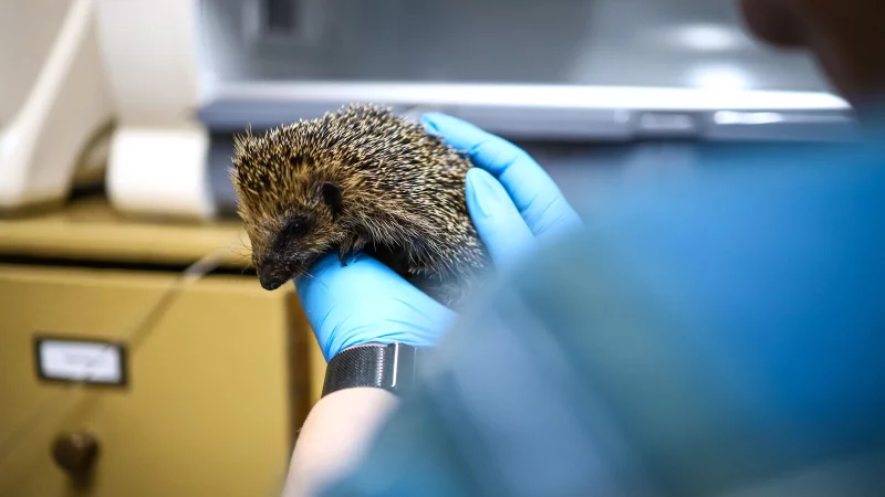 Die kleine Hanna ist ein Jungtier aus dem vergangenen Jahr. Liebevoll wird die kleine Igelin aktuell von den Ehrenamtlern der Igelhilfe OWL-Herford aufgepäppelt. - © Daniel Salmon