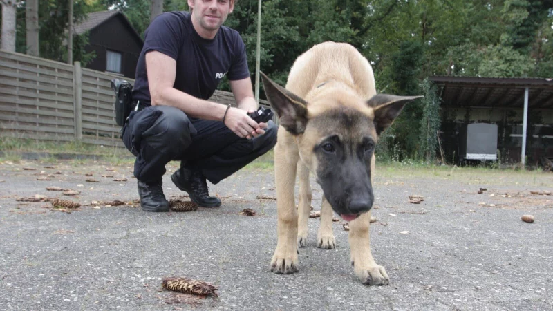 Neugierig geht der erst 17 Wochen alte Ares auf Entdeckungstour. Sein Ausbilder Marcel Fl&uuml;gel hat ihn aber immer im Blick. - &copy; Uwe M&uuml;ller