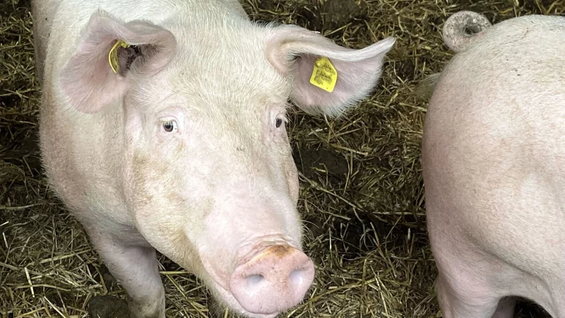 Die Afrikanische Schweinepest (ASP) ist in Olpe und zuletzt auch im Kreis Siegen-Wittgenstein bestätigt worden. Die Schutzmaßnahmen in NRW laufen auf Hochtouren. - © Westfälisch-Lippischer Landwirtschaftsverband