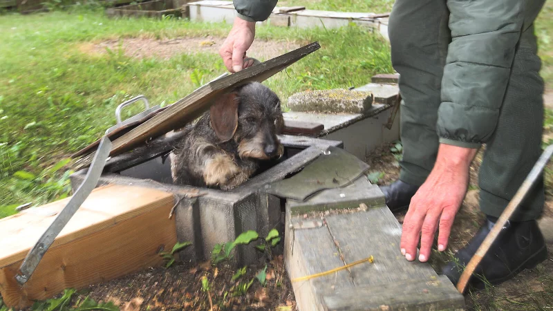 Der Dackel wird trainiert, den Fuchs im Bau aufzusp&uuml;ren. - &copy; Archivfoto: Vera Gerstendorf-Welle