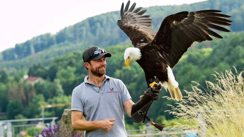 Falkner Benny Aschmann von der Adlerwarte Berlebeck kennt den Wei&szlig;kopfseeadler Donald von kleinauf. "Seit er mit 100 Tagen seinen Vertrag im sch&ouml;nen Berlebeck unterschrieb." Inzwischen ist der Greif 15 Jahre alt. - &copy; Bildrechte: Adlerwarte Berlebeck