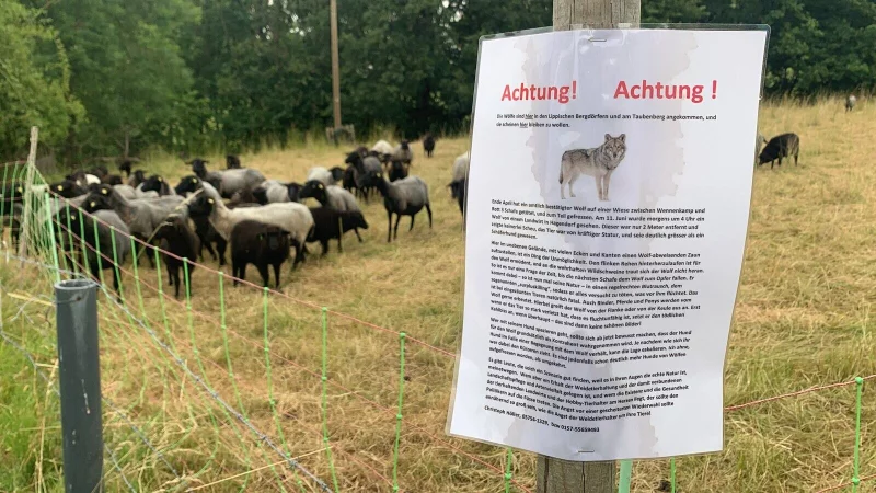 Schafz&uuml;chter Christoph H&ouml;ller hat an seinen Weidez&auml;unen Hinweiszettel angebracht. - &copy; Tobias Landmann