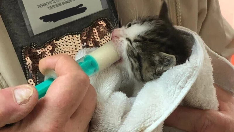 Die Katzenbabys m&uuml;ssen zum Teil noch mit einer Spritze gef&uuml;ttert werden. - &copy; Tierheim B&uuml;nde