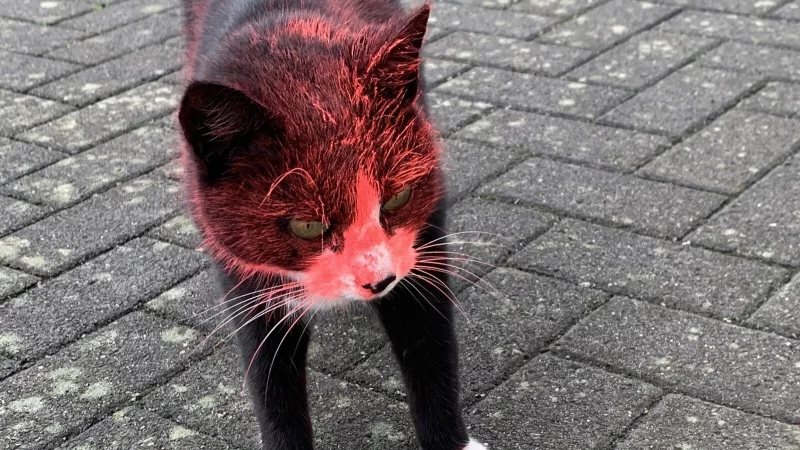 Kater "Simba" wurde zwischen dem 8. und 9. Oktober mit Farbe bespr&uuml;ht. - &copy; Privat