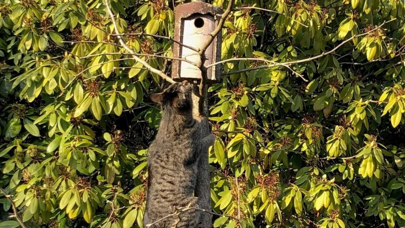 Katzen suchen nicht selten ungewöhnliche Orte auf. Hier bahnt sich übrigens keine tragische Geschichte an. Das Vogelhäuschen ist leer. - © Thomas Reineke