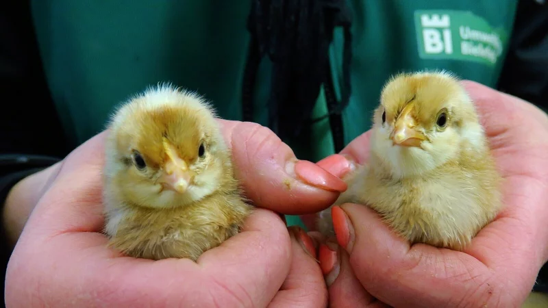 Bielefelder Kennhühner sollen zu den Bewohnern der historischen Hofstelle im Tierpark Olderdissen gehören - hier zwei Küken der Rasse. - © Kurt Ehmke