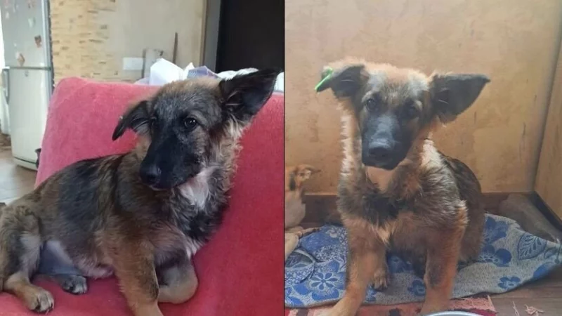 Braucht dringend ein Zuhause: die H&uuml;ndin, die Jason Jochem aus Detmold im Frontgebiet der Ukraine aufgelesen hat. Alle dortigen Auffangstationen seien &uuml;berf&uuml;llt. - &copy; Bildrechte: Jason Jochem