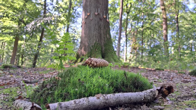 Baumbestattungen werden auch in Lippe immer häufiger nachgefragt. - © Archivfoto: Carolin Brokmann-Förster