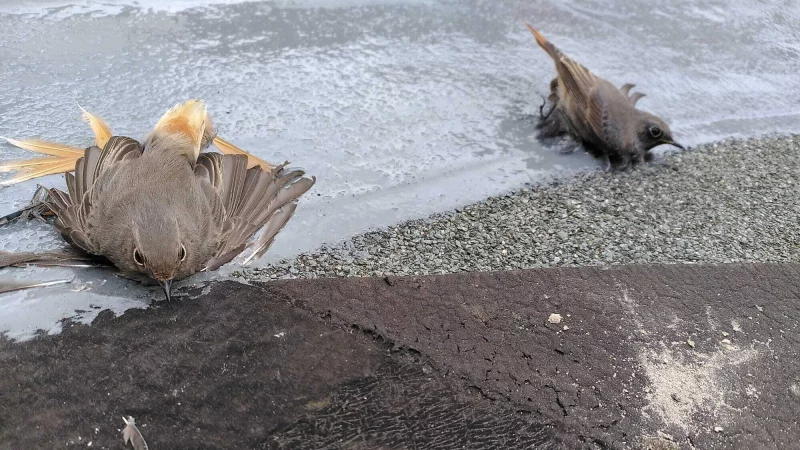 Nicht alle der Singvögel überlebten die Tortur. - © A. Hillebrand