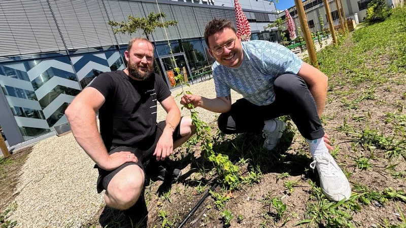 Braumeister Torsten Vullriede und Geschäftsführer Mike Cacic hegen und pflegen ihren neuen Hopfengarten direkt an der Brauerei. Foto: Eike J. Horstmann - © Eike J. Horstmann