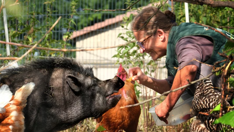 Das traurige Schicksal von Pamela gehört der Vergangenheit an. Seit einigen Tagen lebt das Minischwein auf dem Schutzhof von Astrid Reinke im Kreis Gütersloh. - © Andreas Frücht