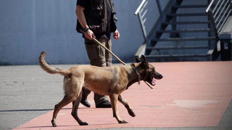 Archivbild: Bei der Suche nach Waffen und Sprengs&auml;tzen - so wie hier vor einer Bielefelder Disco - kommen meist belgische Sch&auml;ferhunde zum Einsatz. Auch im Naava suchte ein Hund &uuml;ber Stunden. - &copy; Paul Brinkmann