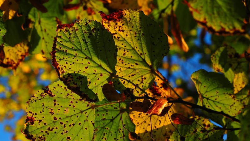 Die Bl&auml;tter dieser Linde f&auml;rben sich schon herbstlich. - &copy; Symbolfoto: Pixabay